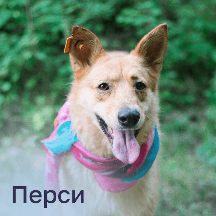 Перси