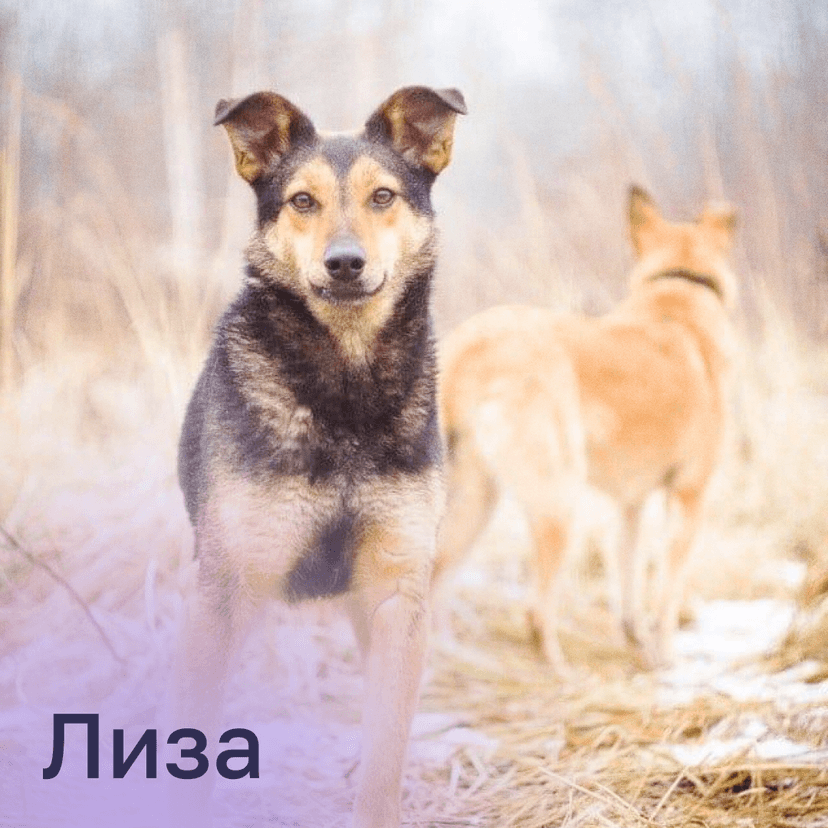 Лиза