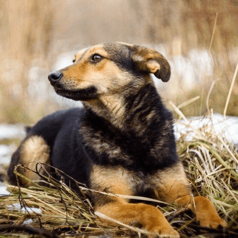 Лиза