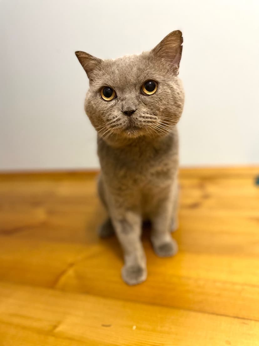 Том