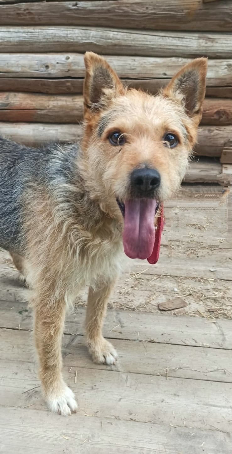 Робик