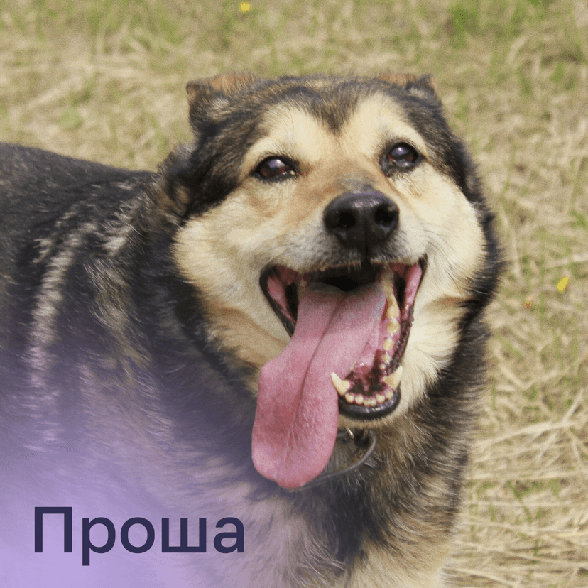 Проша