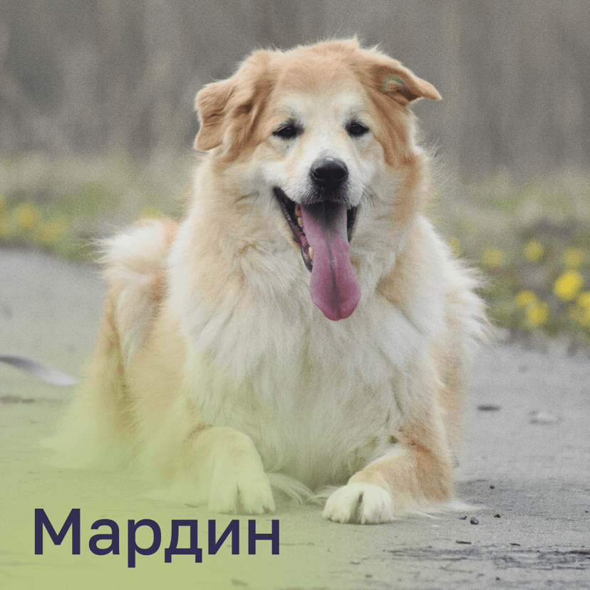 Мардин
