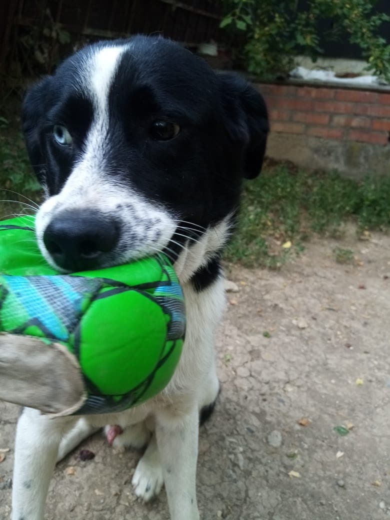 Бимасик