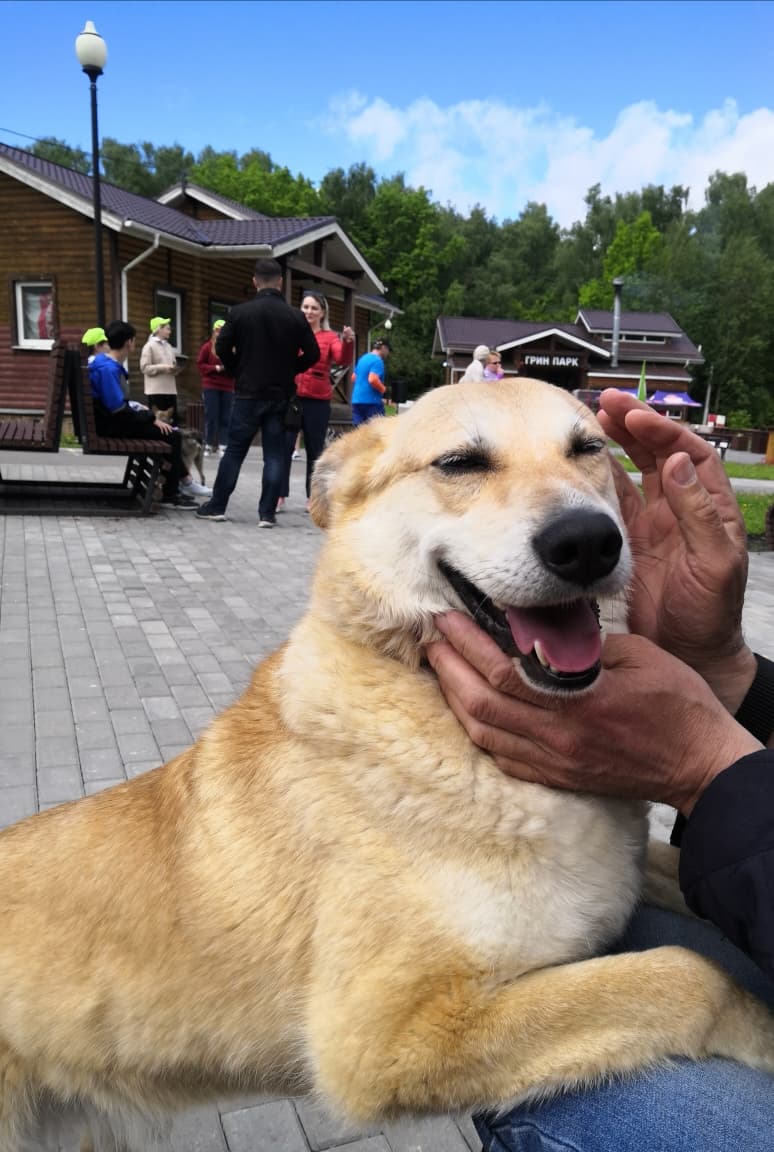 Рэд