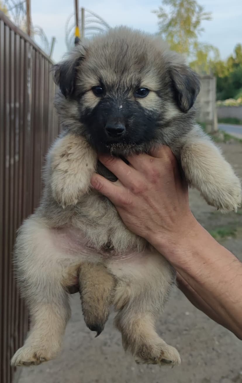 Швепс