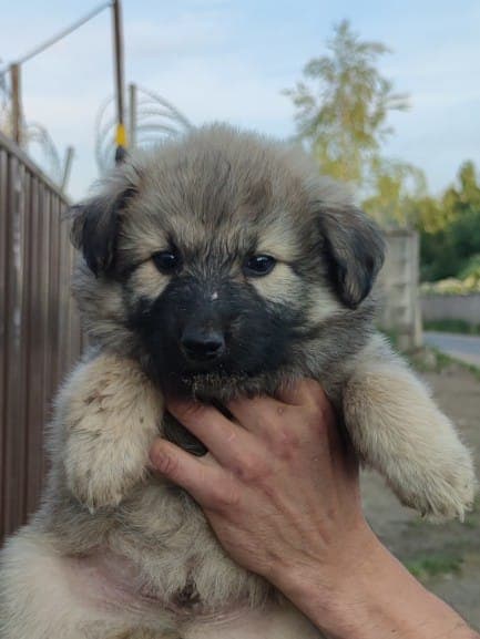 Швепс