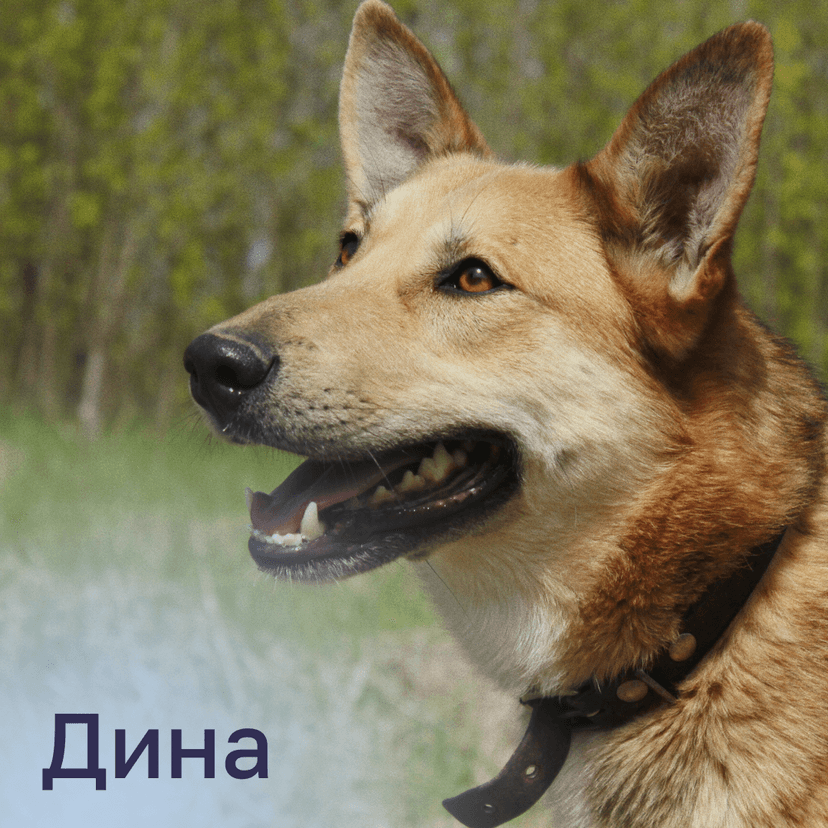 Дина