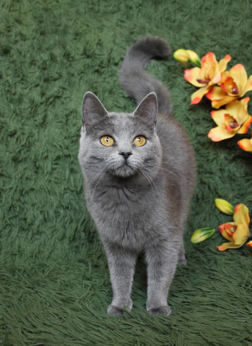 Карина 