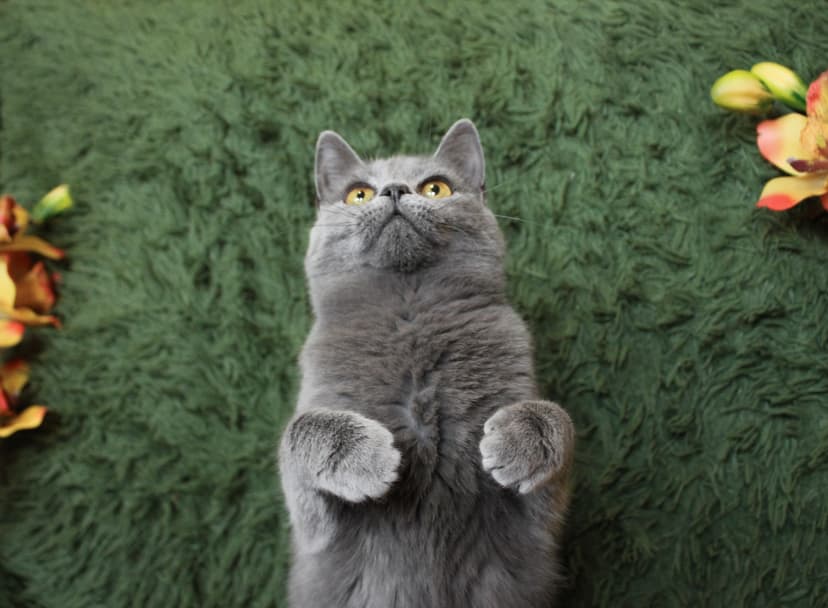 Карина 