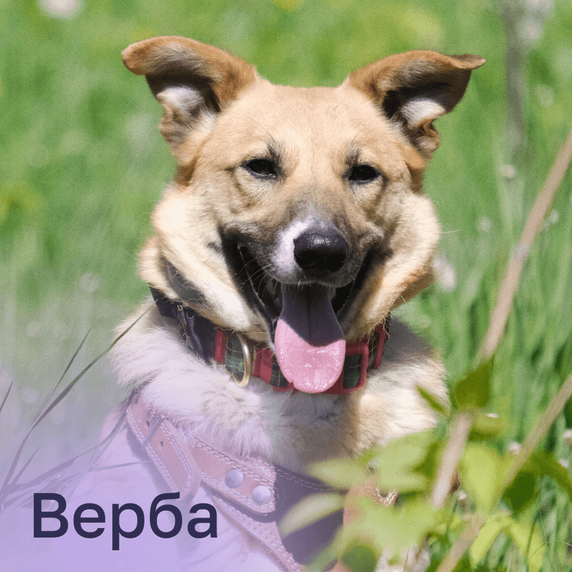 Верба