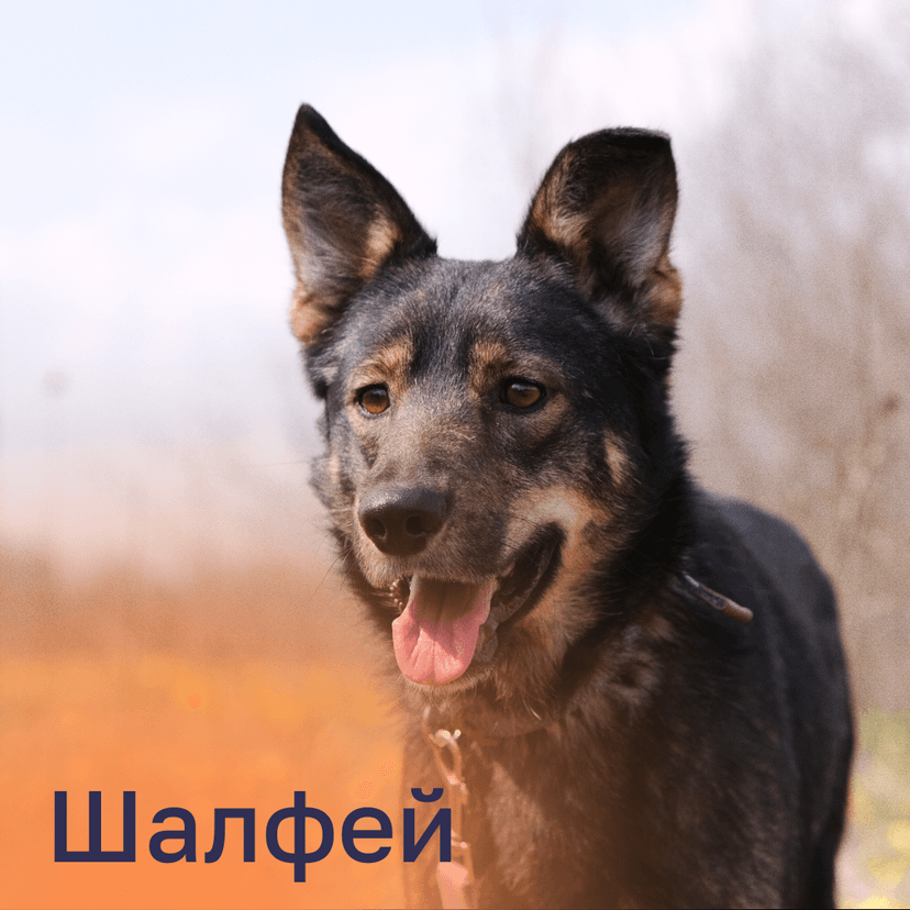 Шалфей