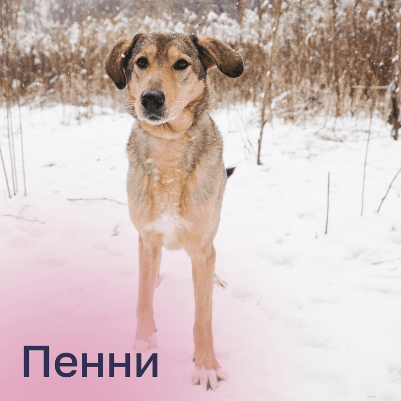 Пенни