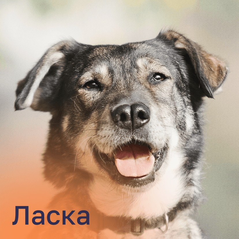 Ласка