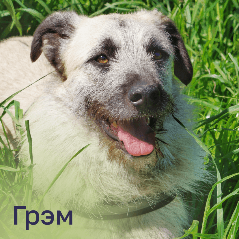 Грэм