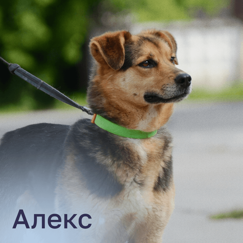 Алекс