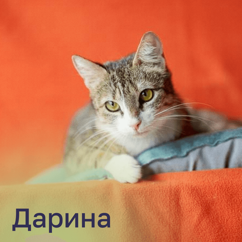 Дарина