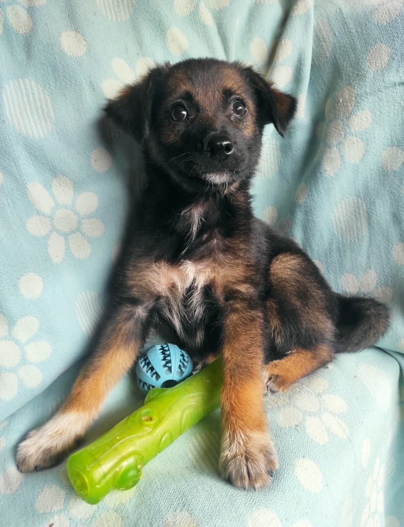 МОЛЛИ