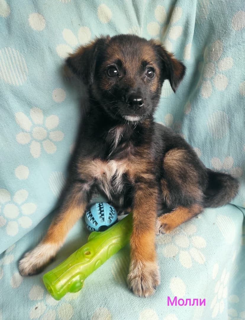 МОЛЛИ