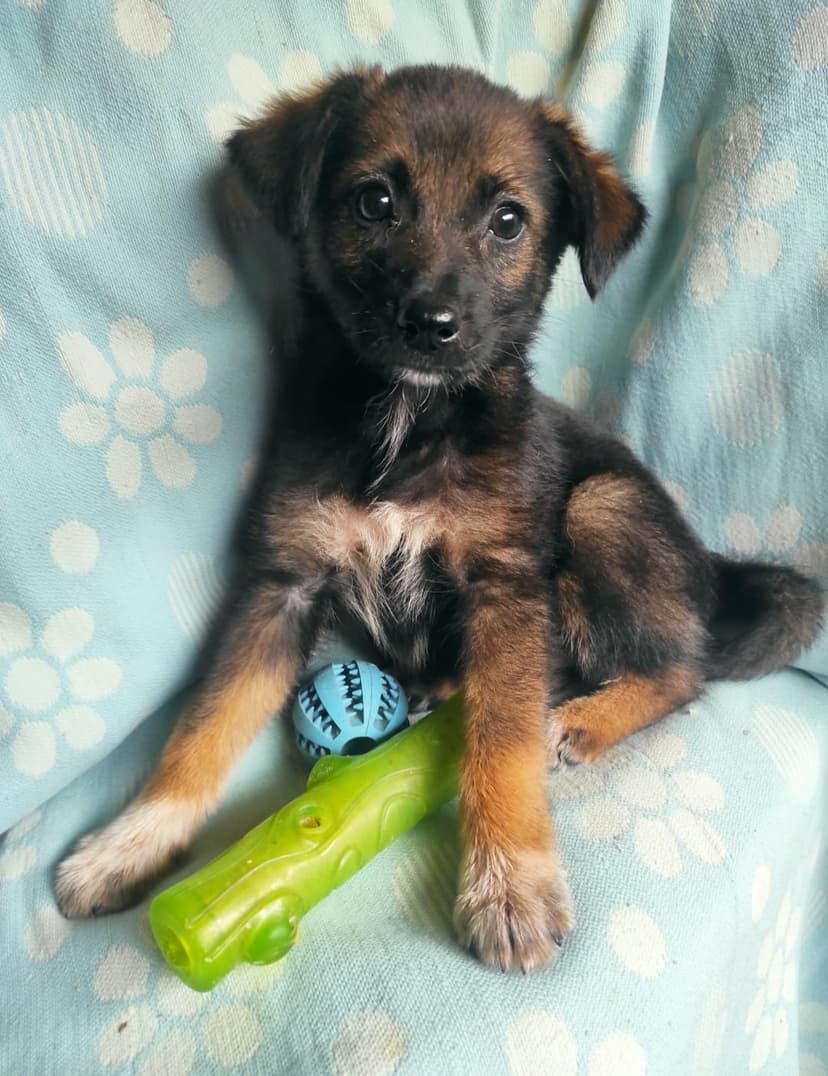 МОЛЛИ
