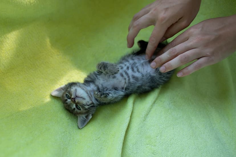 Малыши котята с улицы