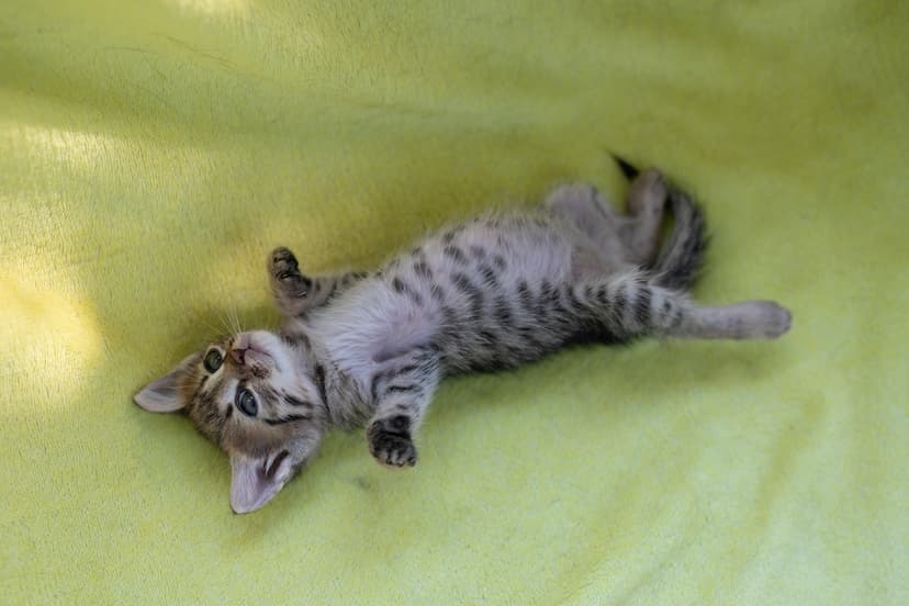 Малыши котята с улицы