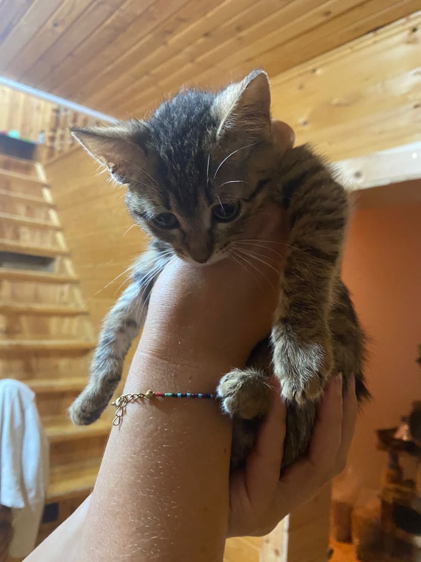 Кот Эклер