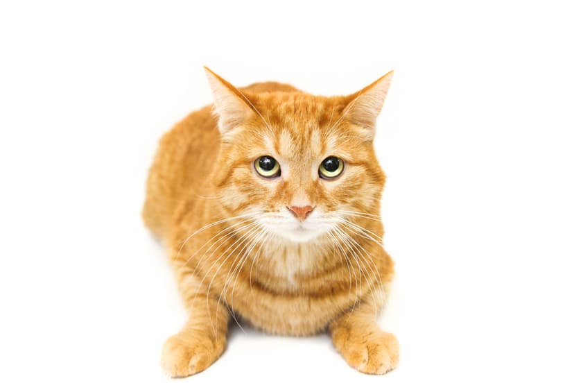 Джем
