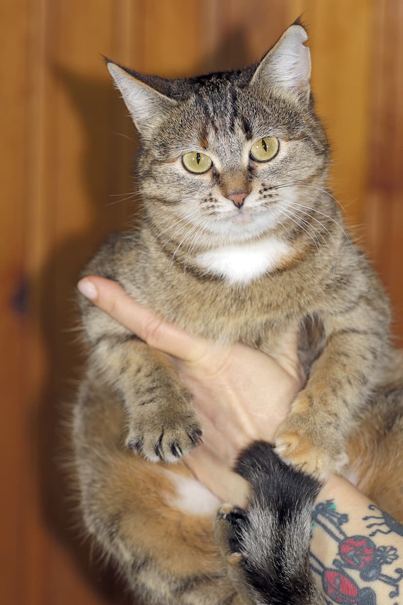 Мышка