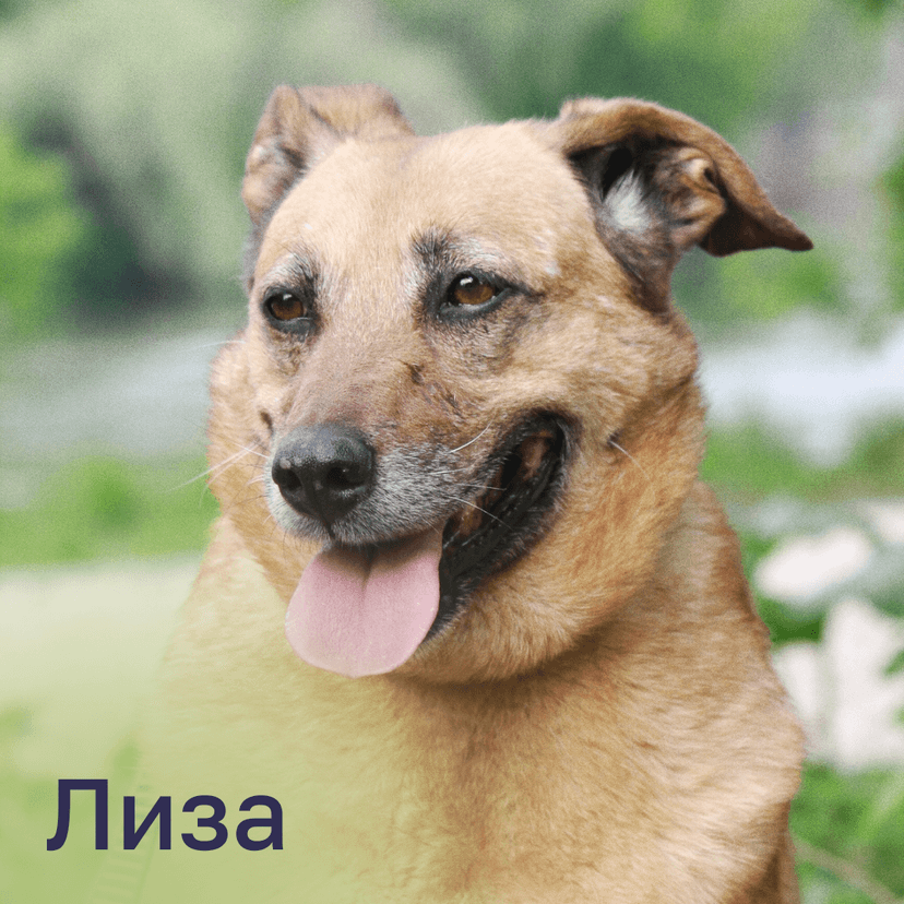Лиза