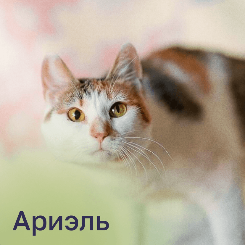 Ариэль