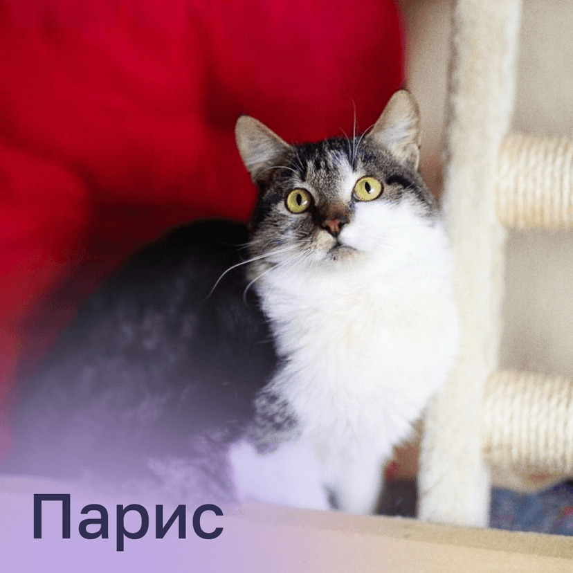 Парис