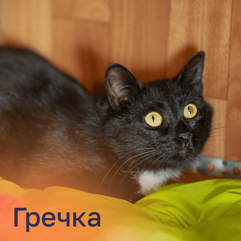 Гречка