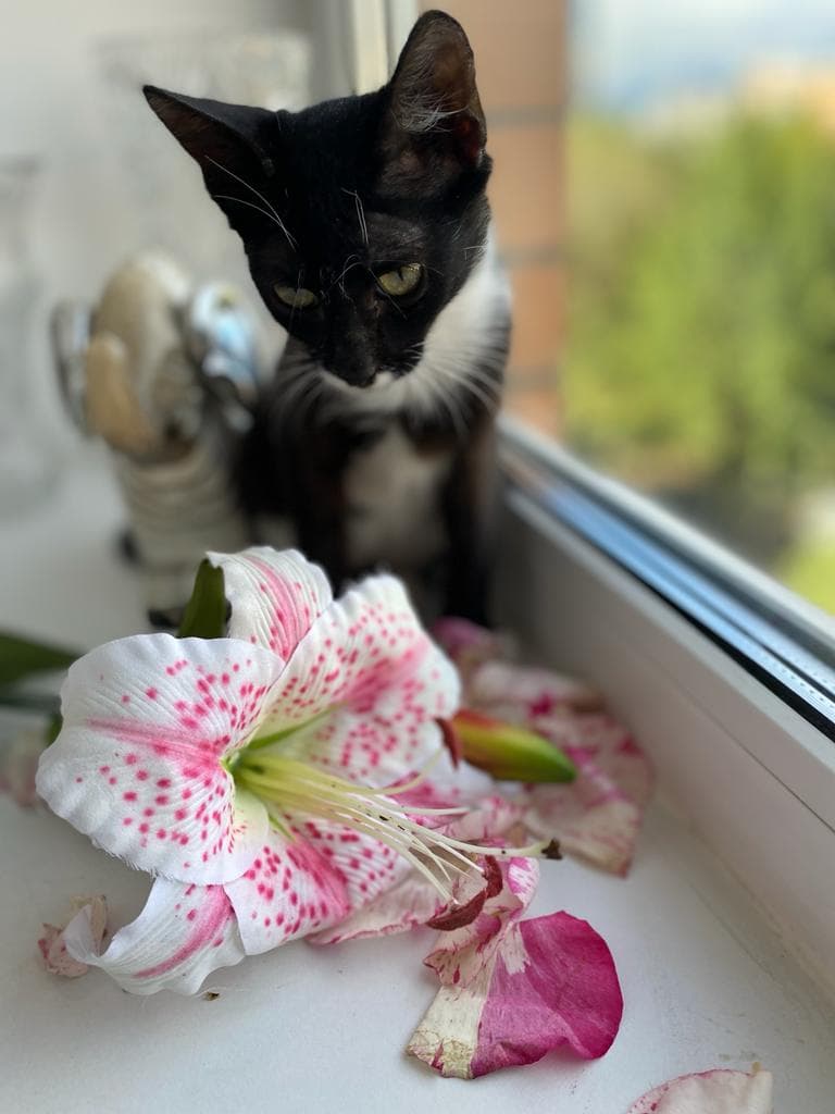 Маркиз