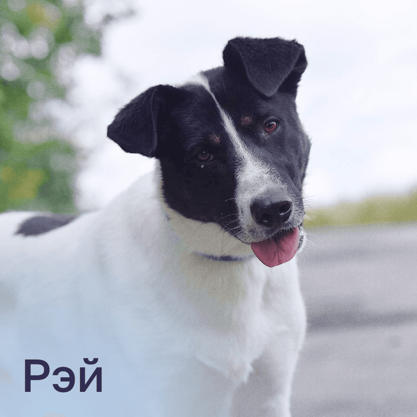 Рэй