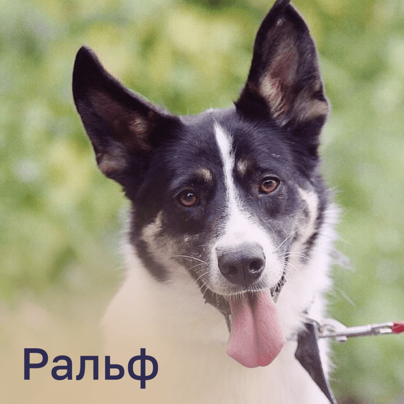 Ральф