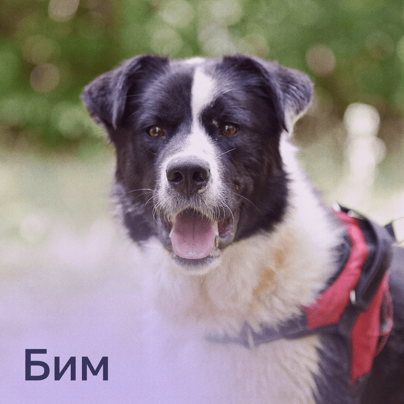 Бим