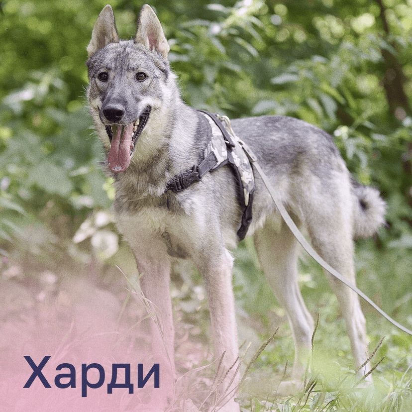 Харди