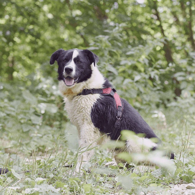 Бим