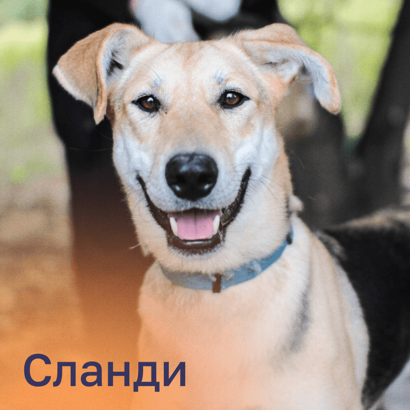 Сланди