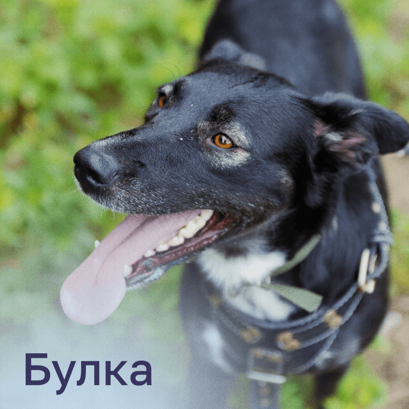Булка