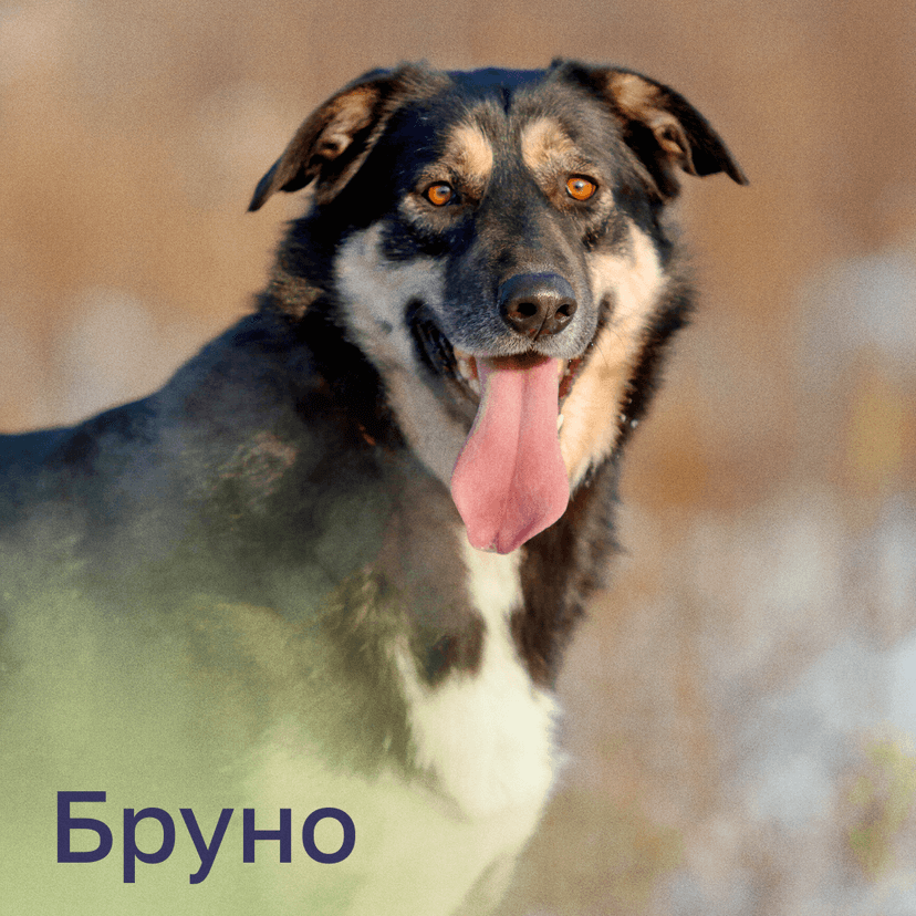 Бруно