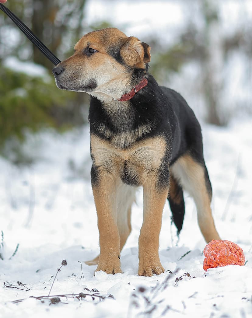 Валли