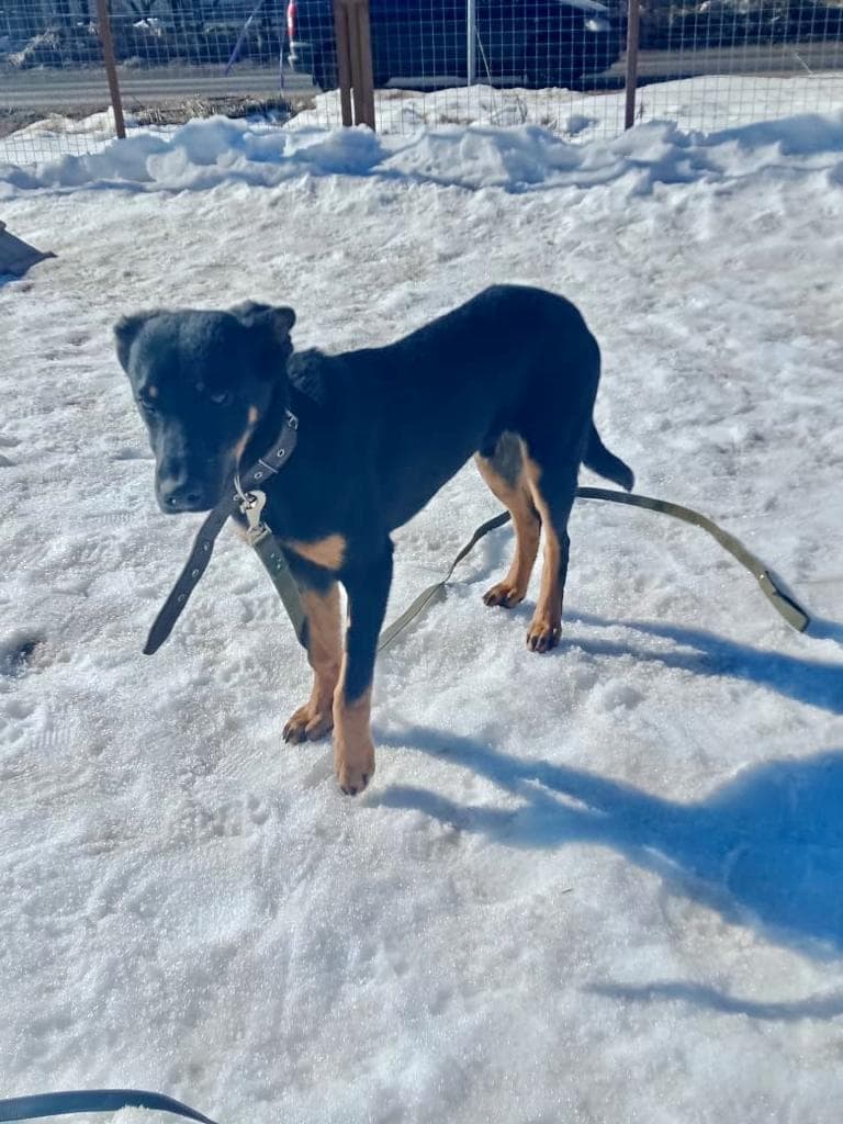 Рокки