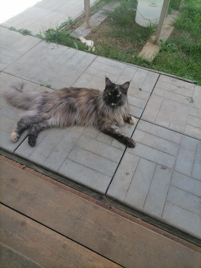 Веста
