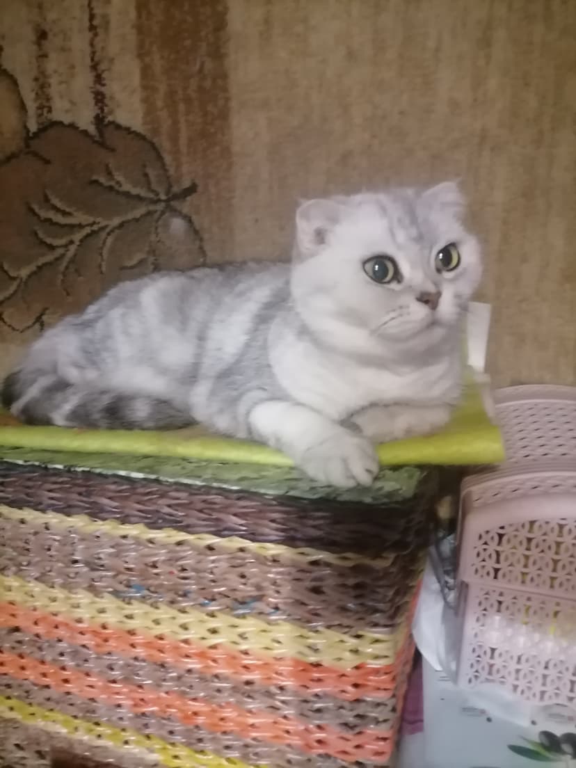 Вислоушка Маня