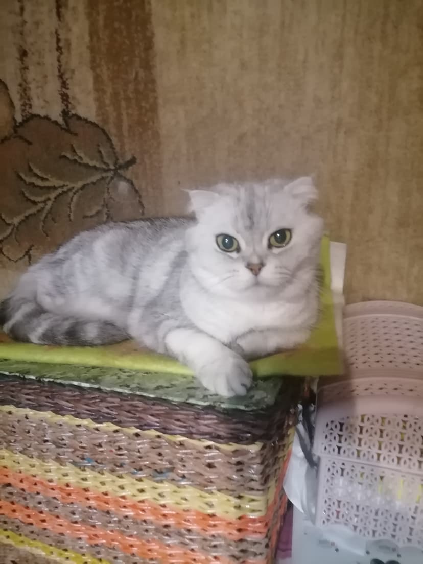 Вислоушка Маня