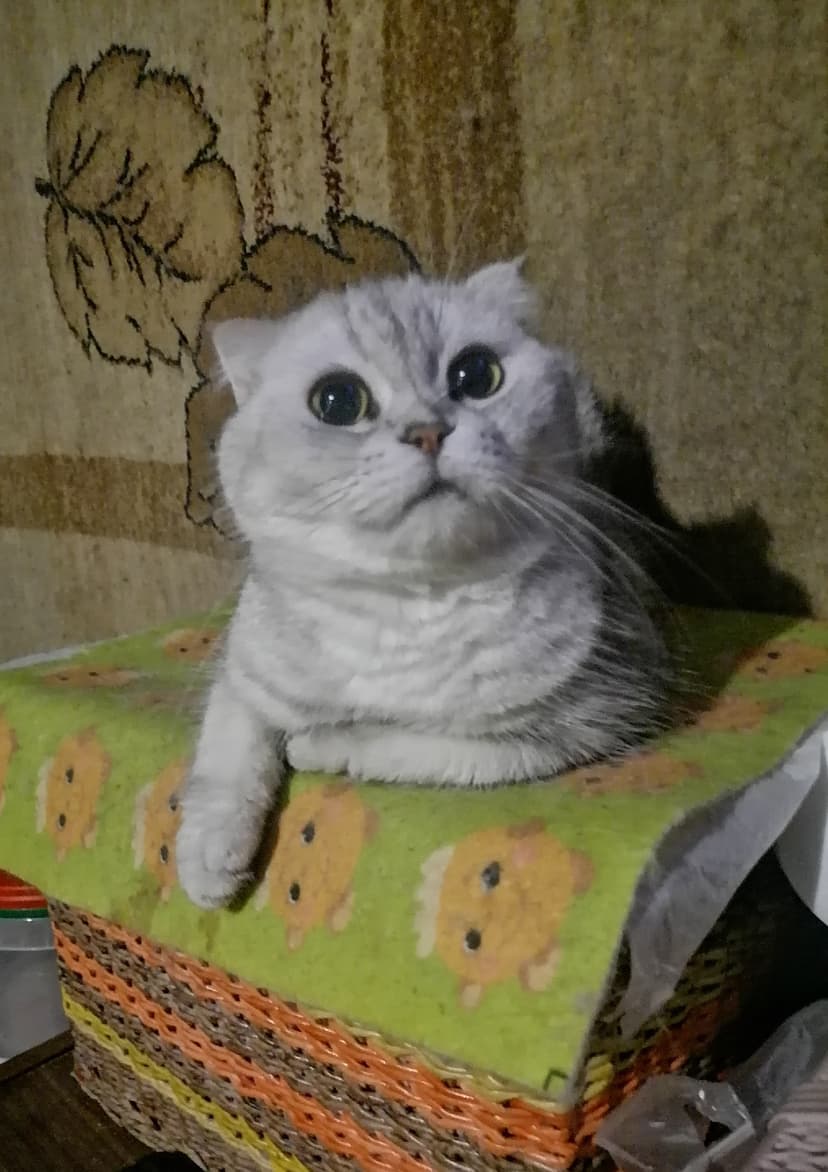 Вислоушка Маня