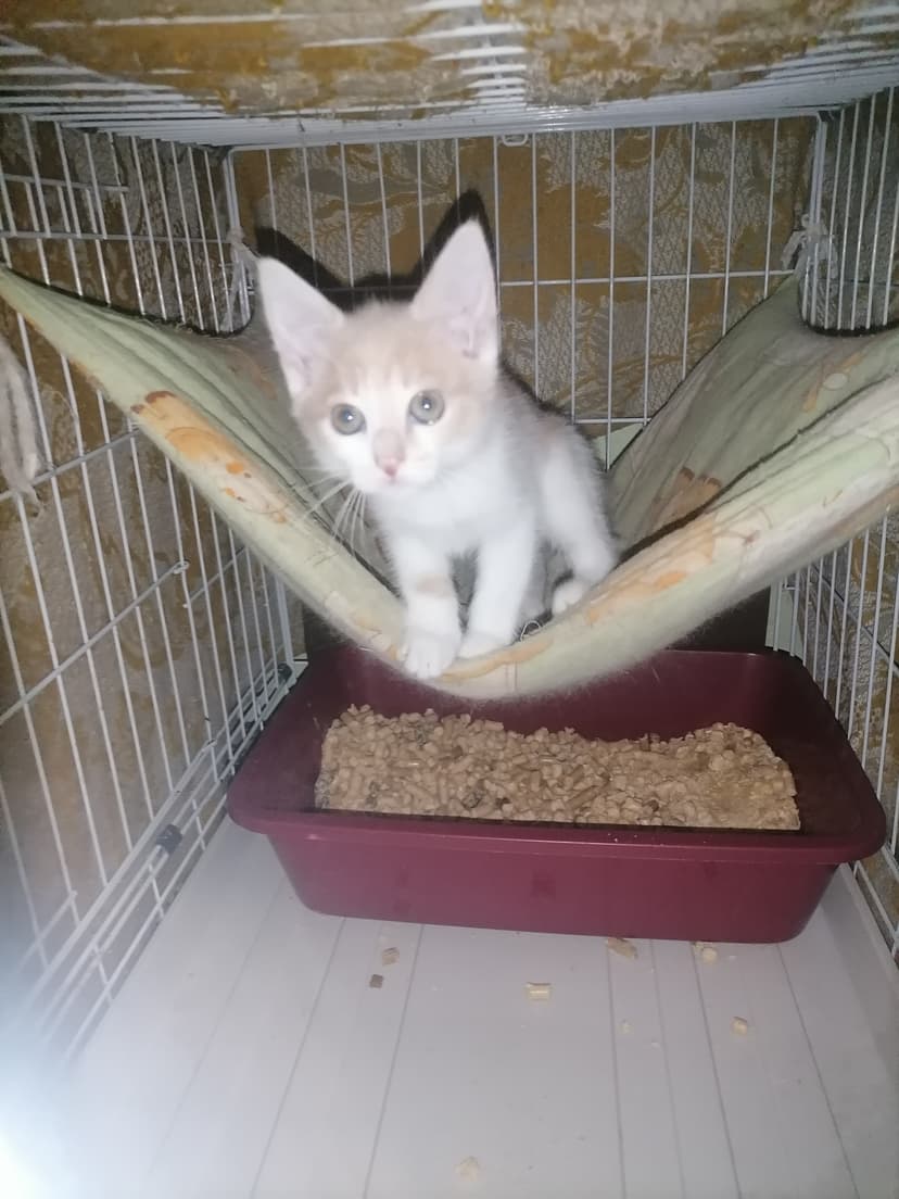 Клёпа
