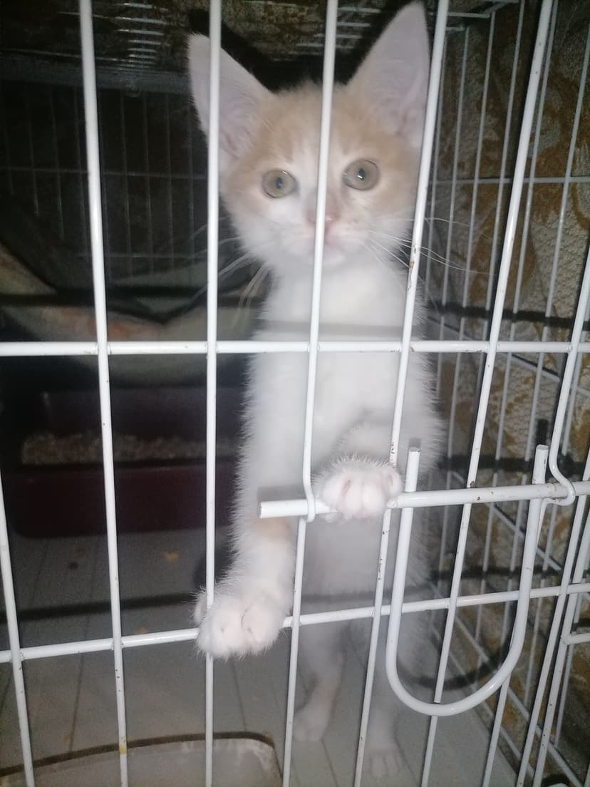 Клёпа
